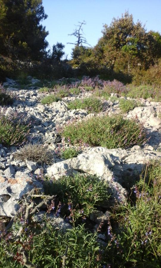 Vlasta Mali Lošinj Exterior foto